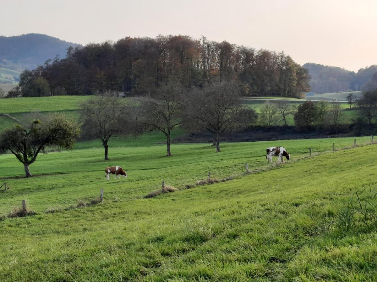 Ferienwohnung Odenwaldflair Reichelsheim Dış mekan fotoğraf